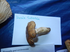 Russula foetentula