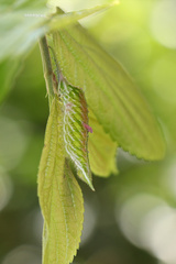Hestina assimilis