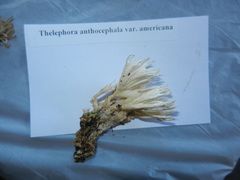 Thelephora anthocephala