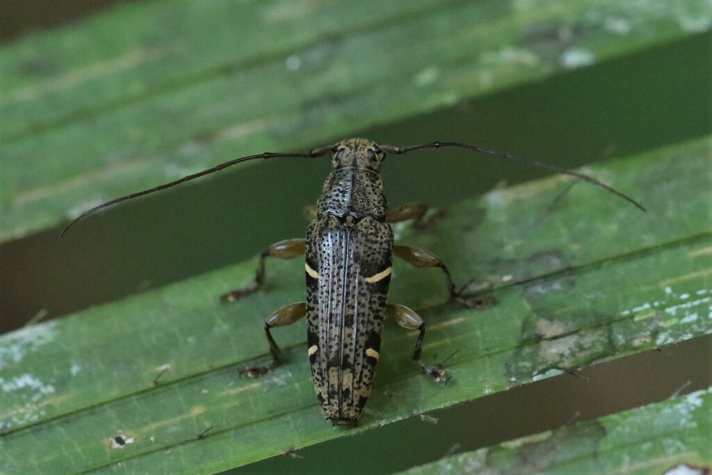 Tmesisternus dissimilis