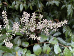 Artemisia anomala