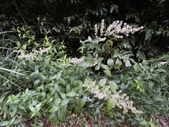Artemisia anomala