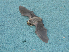 Vespertilio sinensis