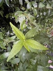 Artemisia anomala