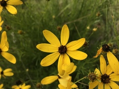 Coreopsis pulchra