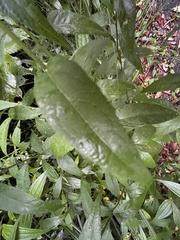 Artemisia anomala