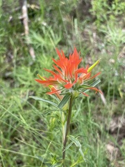 Castilleja wootonii
