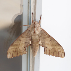 Marumba sperchius
