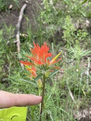 Castilleja wootonii