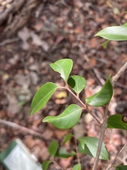Eugenia biflora