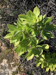 Tylecodon paniculatus