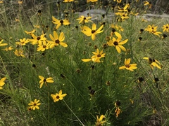 Coreopsis pulchra