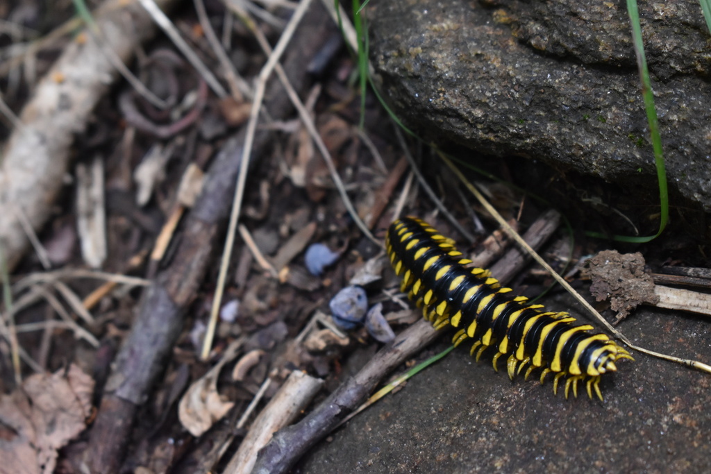 Georgia Flat-backed Millipede from SR-60, Suches, GA, US on August 07 ...