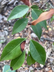 Eugenia biflora