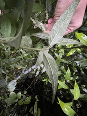 Artemisia anomala
