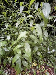 Artemisia anomala