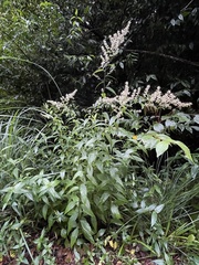 Artemisia anomala