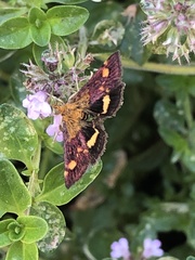 Pyrausta aurata