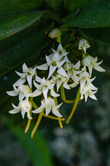 Cyrtorchis ringens