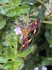 Pyrausta aurata