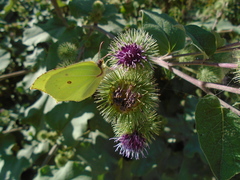 Gonepteryx rhamni