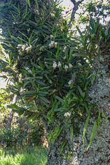 Cyrtorchis ringens