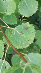 Harmandiola tremulae