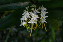 Cyrtorchis ringens