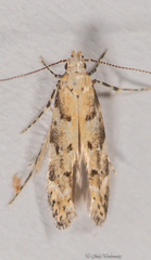 Coleotechnites piceaella