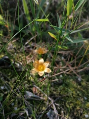 Romulea setifolia