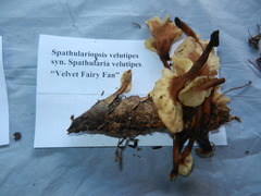 Spathulariopsis velutipes