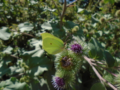 Gonepteryx rhamni