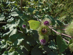 Gonepteryx rhamni