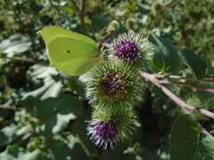 Gonepteryx rhamni