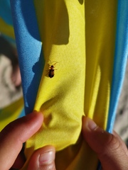 Phyllobrotica