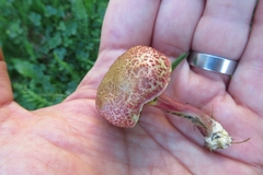 Xerocomellus fennicus