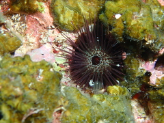 Echinostrephus