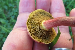 Xerocomellus fennicus