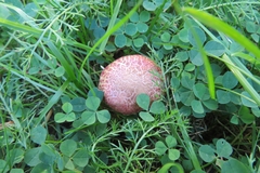 Xerocomellus fennicus