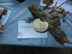 Mycorrhaphium adustum