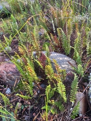 Cheilanthes contracta