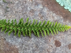 Cheilanthes contracta