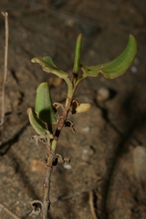 Rumex tingitanus