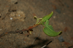 Rumex tingitanus