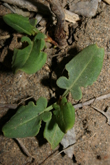 Rumex tingitanus