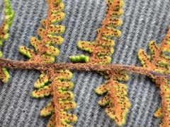 Cheilanthes contracta