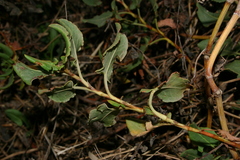 Rumex tingitanus