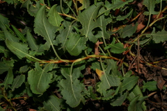 Rumex tingitanus