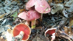 Boletus rubroflammeus
