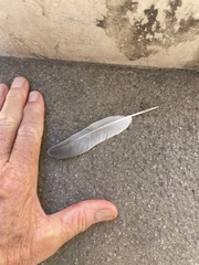 Columba livia domestica